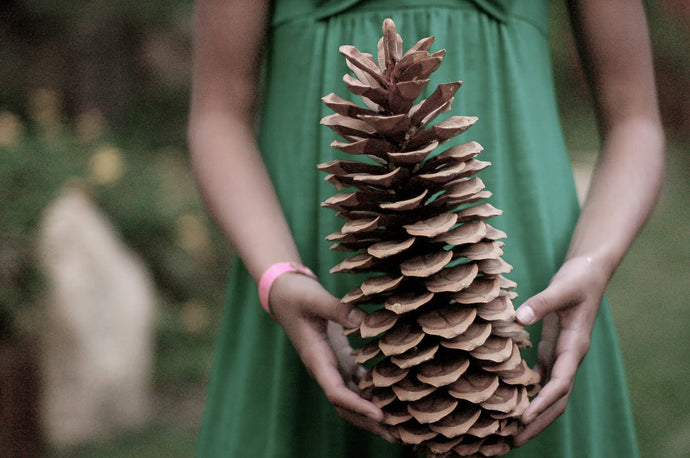 Large Cinnamon Pine Cone